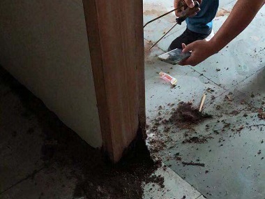 南海白蚁备案站高层住宅就不会有白蚁吗？