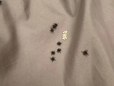 和顺控制害虫——5 步教你消灭床上的臭虫