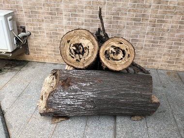 丹灶白蚁预防站如何有效防治杉木白蚁