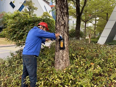 平洲验收白蚁机构认清白蚁对树木的核心危害